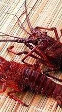 Scaricare immagine Crayfish,Animals sul telefono gratis.