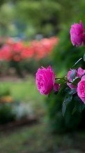 Scaricare immagine Plants, Roses sul telefono gratis.