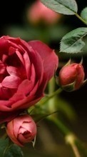 Scaricare immagine Plants, Roses sul telefono gratis.