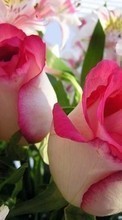 Scaricare immagine 1280x800 Plants, Flowers, Roses, Postcards, March 8, International Women's Day (IWD) sul telefono gratis.