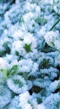 Scaricare immagine 720x1280 Plants, Snow sul telefono gratis.