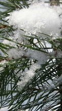 Scaricare immagine Plants,Snow,Pine sul telefono gratis.