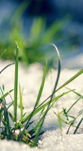 Scaricare immagine Plants, Snow, Grass sul telefono gratis.
