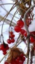 Scaricare immagine Plants, Snow, Bush, Winter sul telefono gratis.