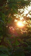 Scaricare immagine 800x480 Plants, Sunset, Sun sul telefono gratis.