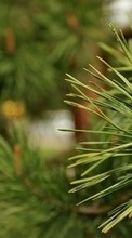 Scaricare immagine Plants, Pine sul telefono gratis.