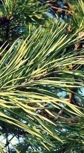 Scaricare immagine Plants,Pine sul telefono gratis.