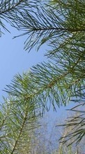 Scaricare immagine Plants,Pine sul telefono gratis.