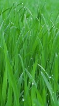Scaricare immagine 240x400 Plants, Grass sul telefono gratis.