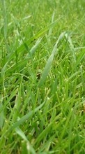 Scaricare immagine Plants, Grass sul telefono gratis.