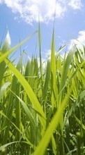 Plants, Grass per HTC Desire 601