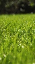 Plants, Grass per HTC Desire C