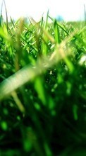 Scaricare immagine Plants, Grass sul telefono gratis.