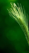 Plants, Grass per Sony Xperia Sola