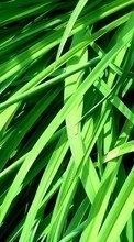 Scaricare immagine Plants,Grass sul telefono gratis.