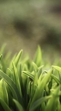 Scaricare immagine Plants,Grass sul telefono gratis.