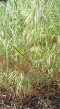 Scaricare immagine 1280x800 Plants, Grass sul telefono gratis.