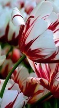 Scaricare immagine Plants,Tulips sul telefono gratis.