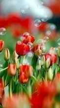Scaricare immagine Plants,Tulips sul telefono gratis.