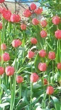 Scaricare immagine Plants, Tulips sul telefono gratis.