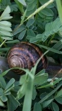 Scaricare immagine 240x400 Animals, Plants, Snails sul telefono gratis.