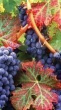 Scaricare immagine Plants,Grapes sul telefono gratis.