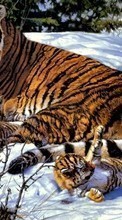 Scaricare immagine Pictures,Tigers,Animals sul telefono gratis.