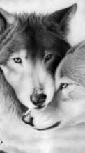 Scaricare immagine Pictures, Wolfs, Animals sul telefono gratis.
