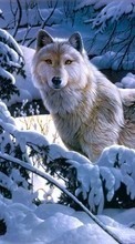 Scaricare immagine Pictures,Wolfs,Animals sul telefono gratis.