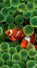 Scaricare immagine Clown fish, Animals sul telefono gratis.