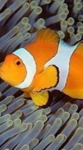 Scaricare immagine Clown fish,Animals sul telefono gratis.