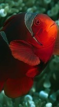 Scaricare immagine 1280x800 Animals, Fishes, Clown fish sul telefono gratis.