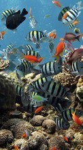Scaricare immagine Fishes, Animals sul telefono gratis.
