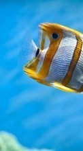 Fishes, Animals per Motorola Defy+