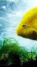 Scaricare immagine Fishes,Animals sul telefono gratis.