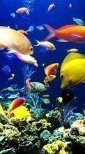 Scaricare immagine 1024x600 Animals, Fishes sul telefono gratis.