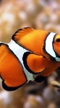 Scaricare immagine Animals, Fishes sul telefono gratis.