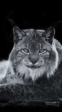Scaricare immagine Bobcats, Animals sul telefono gratis.