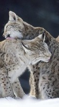 Scaricare immagine Bobcats, Animals sul telefono gratis.