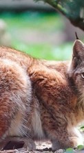 Bobcats,Animals per Samsung Corby S3650