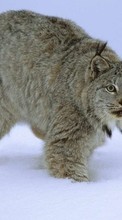 Scaricare immagine Animals, Winter, Snow, Bobcats sul telefono gratis.