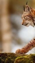 Scaricare immagine Bobcats,Animals sul telefono gratis.