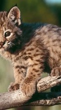 Scaricare immagine Animals, Bobcats sul telefono gratis.