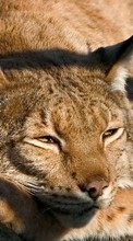 Scaricare immagine Animals, Bobcats sul telefono gratis.