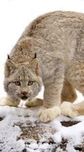 Scaricare immagine Bobcats,Animals,Winter sul telefono gratis.
