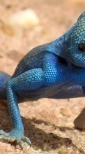 Scaricare immagine Lizards, Animals sul telefono gratis.