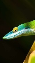 Scaricare immagine Lizards,Animals sul telefono gratis.
