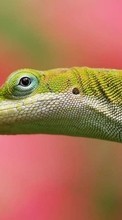 Scaricare immagine Lizards,Animals sul telefono gratis.