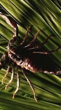Scaricare immagine Animals, Scorpions sul telefono gratis.
