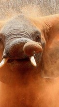 Scaricare immagine Elephants, Animals sul telefono gratis.